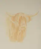 Highland Cow V.V by Kevin Chester, Pencil, offered Jul 2026