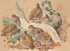 Untitled by Charles Frederick Tunnicliffe, Watercolour and pencil heightened with white, sold Jun 2026
