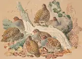Untitled by Charles Frederick Tunnicliffe, Watercolour and pencil heightened with white, sold Jun 2026
