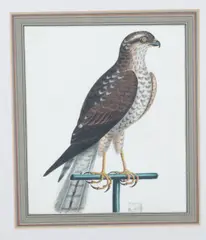 A Sparrowhawk on a Perch by George Edwards, watercolour and bodycolour, sold Jul 2026