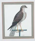 A Sparrowhawk on a Perch by George Edwards, watercolour and bodycolour, sold Jul 2026