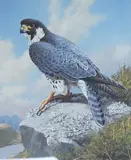 Peregrine by Adrian C Rigby, gouache, offered May 2026
