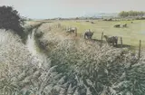 The other side of the fence, Romney Marsh by Lysbeth Liverton, watercolour, sold May 2026