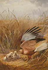 Harrier on a nest by John Cyril Harrison Marsh, watercolour, sold May 2026