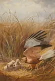 Harrier on a nest by John Cyril Harrison Marsh, watercolour, sold May 2026