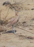 Cream-coloured courser by Alan M. Hunt, watercolour, sold May 2026