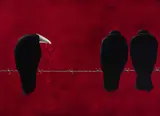 Crows and a Ribbon Oil on linen 57 by Barry Mickleburgh, Oil on linen, sold Dec 2025