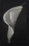 Lily by Eivind Blaker, 2011, oil, sold Sep 2026