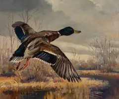 Mallard Going Out by George Browne, oil on canvas, sold Feb 2020