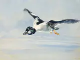 Goldeneye by George Browne, oil on board, sold Feb 2020