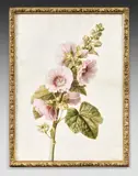 Rose trémière by Pancrace Bessa, Aquarelle sur vélin, sold Jun 2025