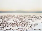La Mer Morte 3 by Spencer Tunick, 2011, Photographie sur Dibond, sold Dec 2022
