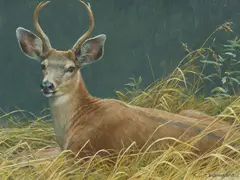 Young Buck - Black Tail by Robert Bateman, 2013, oil on board, sold Nov 2025