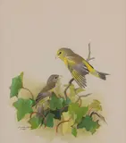 Green Finch by Fenwick Lansdowne, 1961, watercolour on paper, sold Nov 2025