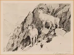 Dall Sheep by Carl Rungius, engraving on paper, sold Nov 2025