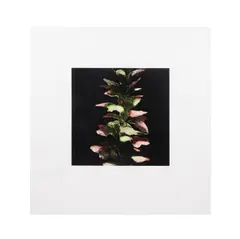Acanthus - From Fruit and Flowers III Series - 1992 by Donald Keith Sultan, screenprint on paper, sold Dec 2024