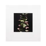 Acanthus - From Fruit and Flowers III Series - 1992 by Donald Keith Sultan, screenprint on paper, sold Dec 2024