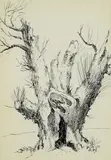 Painting Of A Tree Trunk by G. Ralph Smith, Ink On Paper, sold Oct 2018