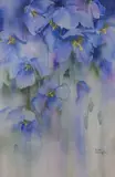 Misty Meconopsis' a study of blue flowers by Rachel McNaughton, watercolour, offered Apr 2026