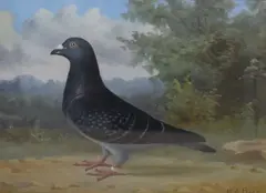 An accomplished depiction of a racing pigeon by Andrew Beer, oil on canvas, offered Jan 2026
