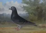 An accomplished depiction of a racing pigeon by Andrew Beer, oil on canvas, offered Jan 2026
