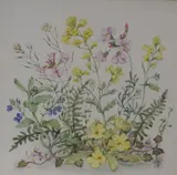 A study of wildflowers by Patience Arnold, Watercolour, offered Dec 2025