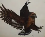 Depicting a buzzard in flight by D Healey, Watercolour, depicting a buzzard in flight, signed and dated, offered Dec 2025