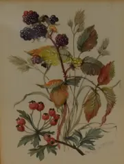 Botanical studies by Patience Arnold, watercolor, offered Nov 2025