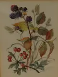 Botanical studies by Patience Arnold, watercolor, offered Nov 2025