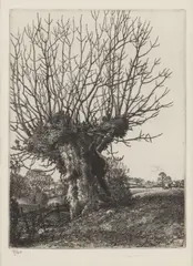 The Old Ash by Stanley Roy Badmin, pencil, offered Jun 2026
