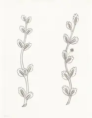 Ten Leaves with Flower at Side and Eleven Leaves by Eric Gill, pencil, offered Jun 2026