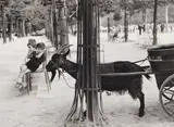 Tuileries Gardens, Paris, 1953 Silver gelatin print, printed 2022, image size 27.7 x 38cm, sheet size 30 x 40.5cm by Dorothy Bohm, Silver gelatin print, printed, sold May 2026