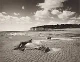 Petrified Wood, Pett Level [from the Pett Level series], 1985 Vintage silver gelatin print, printed 1986, image size 17.5 x 22.5cm, sheet size 20 x 25cm by Fay Godwin, Wood, Pett Level [from the Pett Level series], offered May 2026