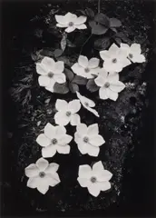 Dogwood by Ansel Adams, Silver gelatin print, printed later by Alan Ross, flush-mounted to board, image size, sold May 2026