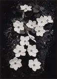 Dogwood by Ansel Adams, Silver gelatin print, printed later by Alan Ross, flush-mounted to board, image size, sold May 2026