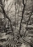 Fern Forest by Ansel Adams, print, sold May 2026