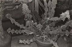 Cactus by Lee Friedlander, print, offered May 2026