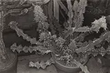 Cactus by Lee Friedlander, print, offered May 2026