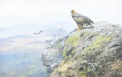 Golden eagle on an outcrop by George Edward Lodge, Watercolour and gouache, offered Nov 2025
