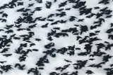 Swarm by Eberhard Ross, 2010, Oil on aluminium, offered Jul 2025