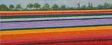 Keukenhof Bulb Fields' 2014 by Roy Miller, oil on canvas, sold Mar 2026