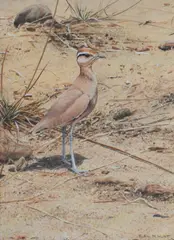 Cream-coloured courser by Alan M. Hunt, watercolour, offered Mar 2026