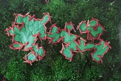 Composition with leaves and moss by Andy Goldsworthy, print, sold Mar 2026