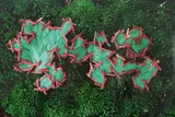 Composition with leaves and moss by Andy Goldsworthy, print, sold Mar 2026