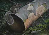 Study of a squirrel on a log by John Watchorn, oil on board, sold Mar 2026