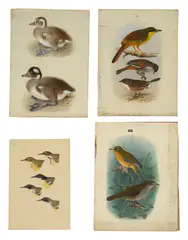 Ornithological studies for Ibis by Henrik Grønvold, gouache, sold Feb 2023