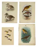 Ornithological studies for Ibis by Henrik Grønvold, gouache, sold Feb 2023