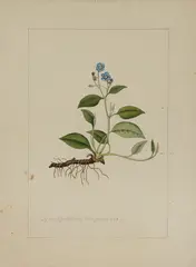 A botanical study of a Blue Navelwort by Sydenham Teast Edwards, watercolour and pencil, sold Nov 2022