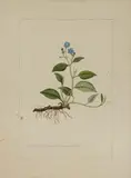 A botanical study of a Blue Navelwort by Sydenham Teast Edwards, watercolour and pencil, sold Nov 2022