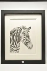 Zebra study by Jenny Bardell, charcoal on paper, sold Nov 2025
